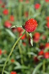 Image showing Red globe amaranth