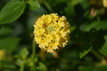 Image showing Shrub verbena flower