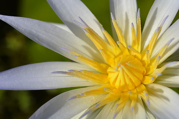 Image showing Blue Egyptian lotus