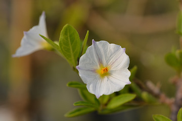 Image showing White potato bush