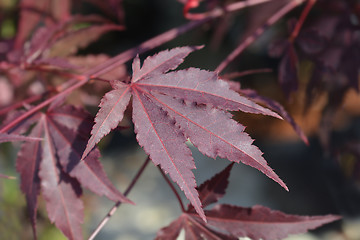 Image showing Purple Japanese maple