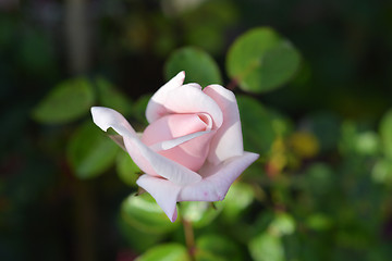 Image showing Rose Ballerina