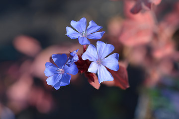 Image showing Blue Leadwort