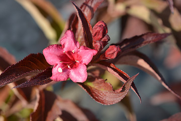 Image showing Bristol Ruby Weigela