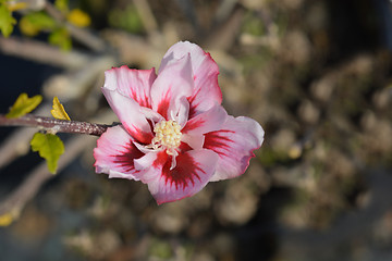 Image showing Rose of Sharon Hamabo