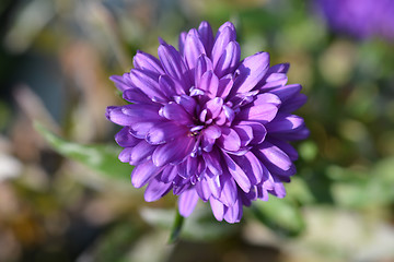 Image showing Michaelmas daisy Victoria