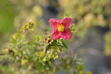 Image showing Shrubby Cinquefoil Danny Boy