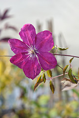 Image showing Clematis Red Cardinal