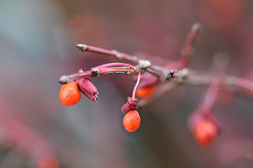 Image showing Compact Burning Bush