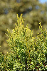 Image showing Leyland cypress Castlewellan Gold