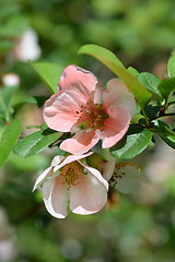 Image showing Japanese flowering quince