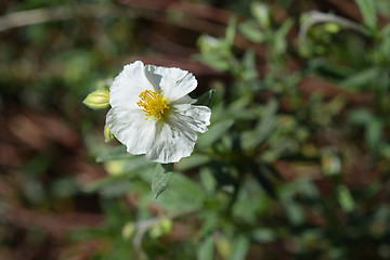 Image showing White rockrose