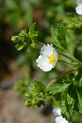 Image showing Rock cinquefoil White Beauty