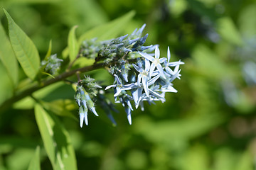 Image showing Eastern Bluestar