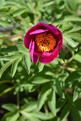 Image showing Low peony