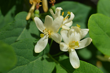 Image showing Morrows honeysuckle