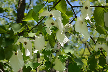 Image showing Handkerchief tree