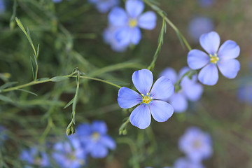 Image showing Alpine flax