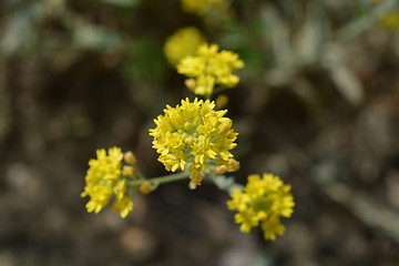 Image showing Aurinia sinuata yellow flower