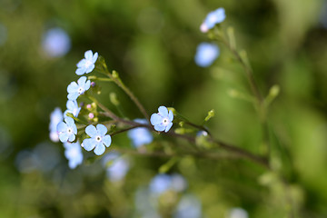 Image showing Siberian bugloss