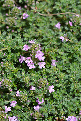 Image showing Wild thyme