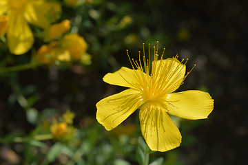 Image showing Mount Olympus St Johns-wort