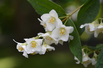 Image showing Florida mock orange