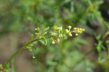 Image showing Yellow mignonette