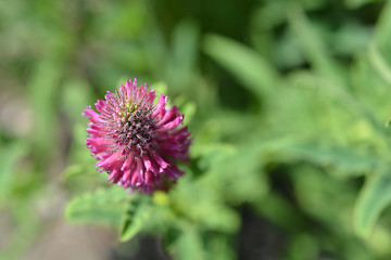 Image showing Red trefoil