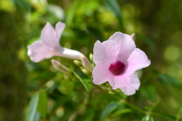 Image showing Pink bower vine