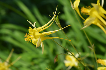 Image showing Golden columbine