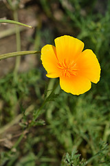 Image showing Golden poppy flower