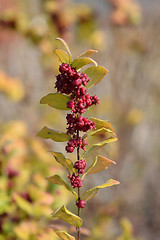 Image showing Magic Berry Coralberry