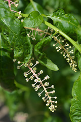 Image showing American pokeweed