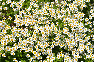 Image showing Golden Feverfew