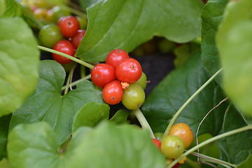 Image showing Black bryony