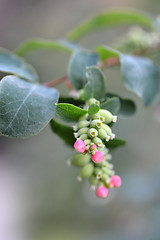 Image showing Coralberry