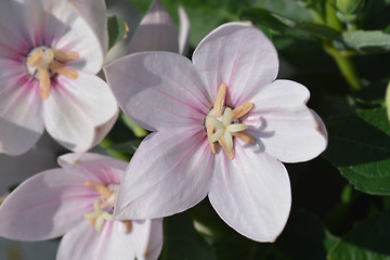 Image showing Balloon flower