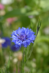 Image showing Cornflower