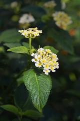 Image showing Shrub verbena flower