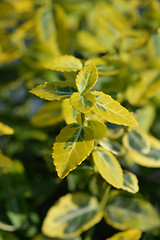 Image showing Spindle Emerald n Gold