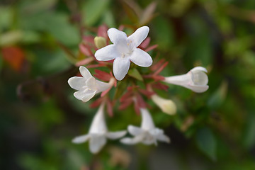 Image showing Glossy abelia