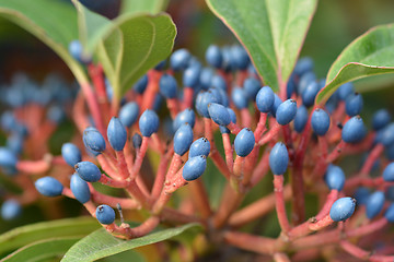 Image showing David viburnum