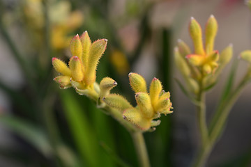 Image showing Kangaroo paw Beauty Yellow