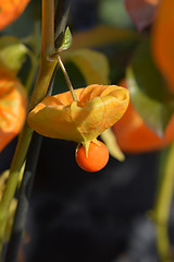 Image showing Bladder cherry