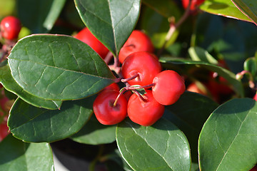 Image showing American wintergreen