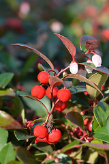 Image showing American wintergreen