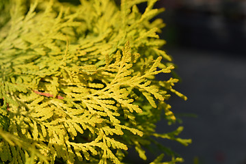 Image showing Arborvitae Golden Globe