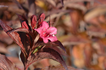 Image showing Bristol Ruby Weigela