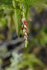 Image showing Pineapple sage Ananas